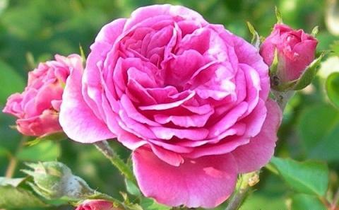 عکس گل محمدی قرمز جدید