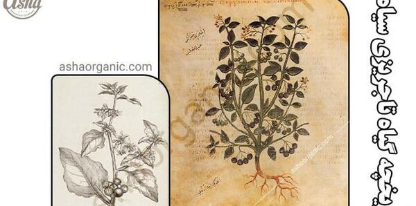 عکس تاجریزی سیاه