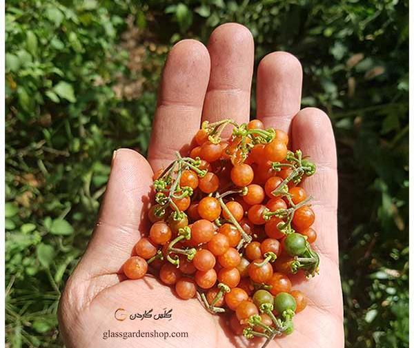 عکس تاجریزی سیاه