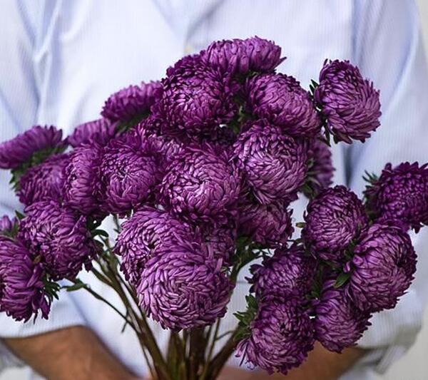 عکس گل میخک برای پروفایل