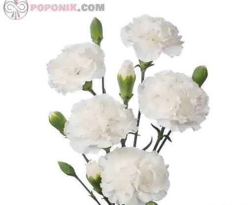 عکس گل میخک برای پروفایل