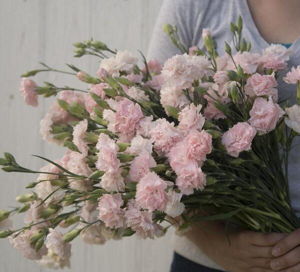 عکس گل میخک برای پروفایل