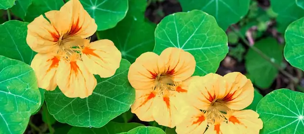 عکس انواع گل طبیعی زیبا