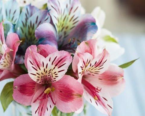 عکس انواع گل طبیعی زیبا