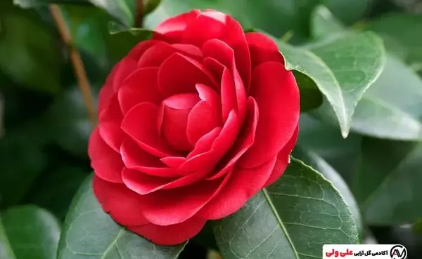 عکس گل کاملیای قرمز