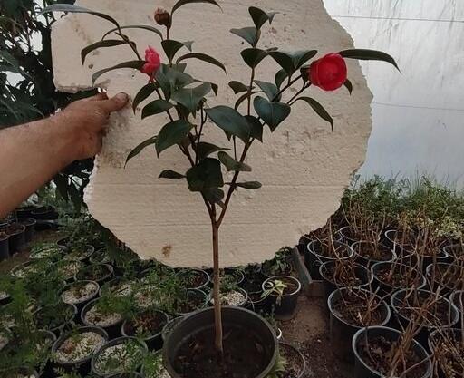 عکس گل کاملیای قرمز