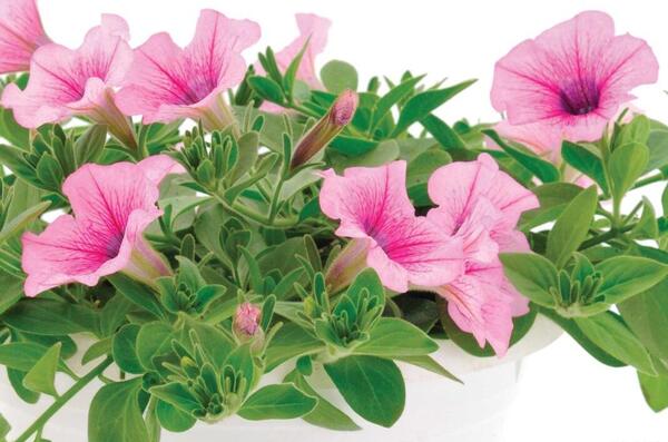 عکس گل های اطلسی