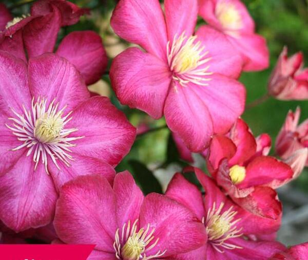 عکس گل های اطلسی
