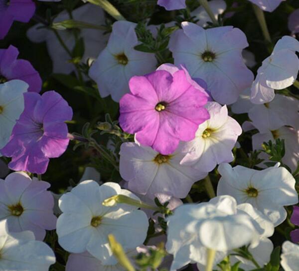 عکس گل های اطلسی