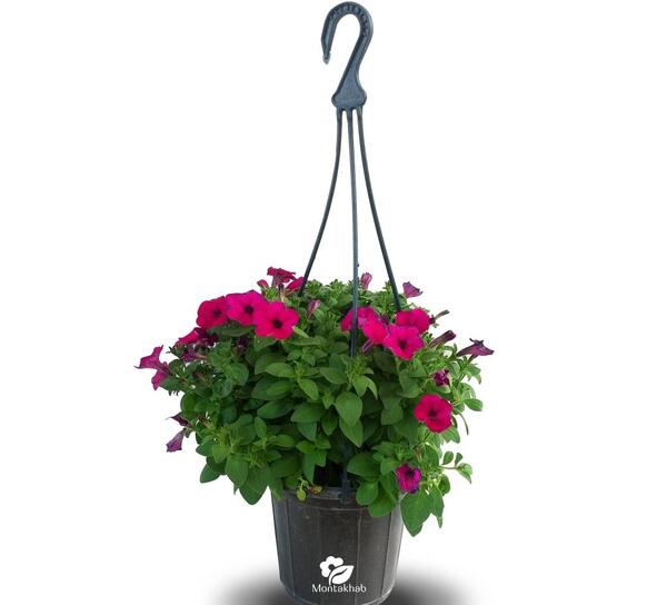 عکس گل های اطلسی