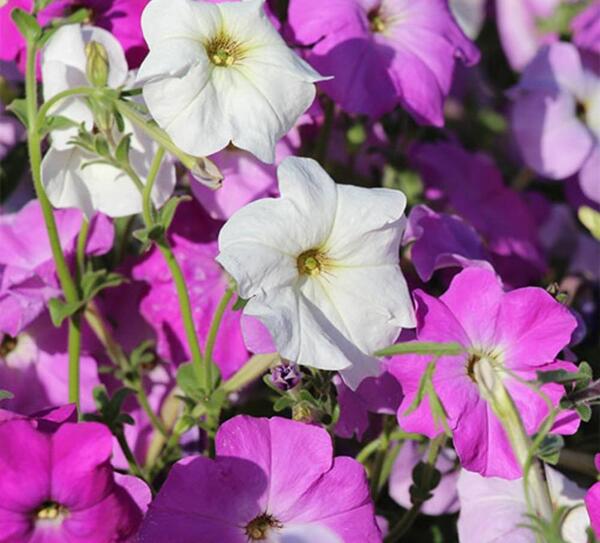عکس گل های اطلسی