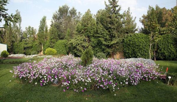 عکس گل های اطلسی