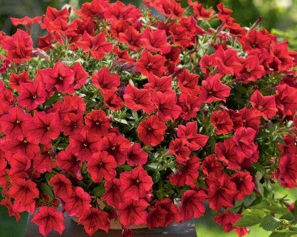 عکس گل های اطلسی