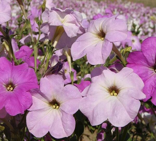 عکس گل های اطلسی