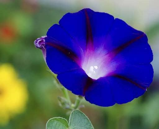 عکس گل های اطلسی
