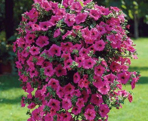 عکس گل های اطلسی