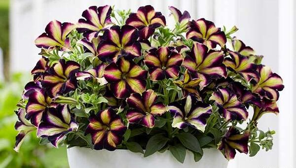 عکس گل های اطلسی