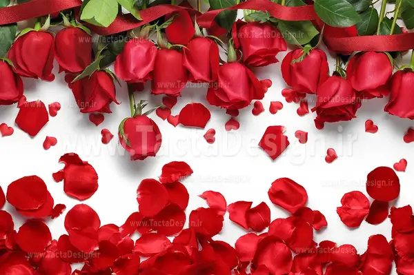 عکس پروفایل گل مشکی پرپر شده