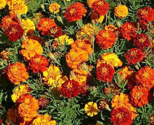 عکس گل همیشه بهار برای پروفایل
