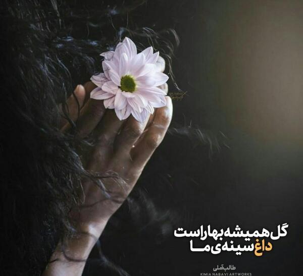 عکس گل همیشه بهار برای پروفایل