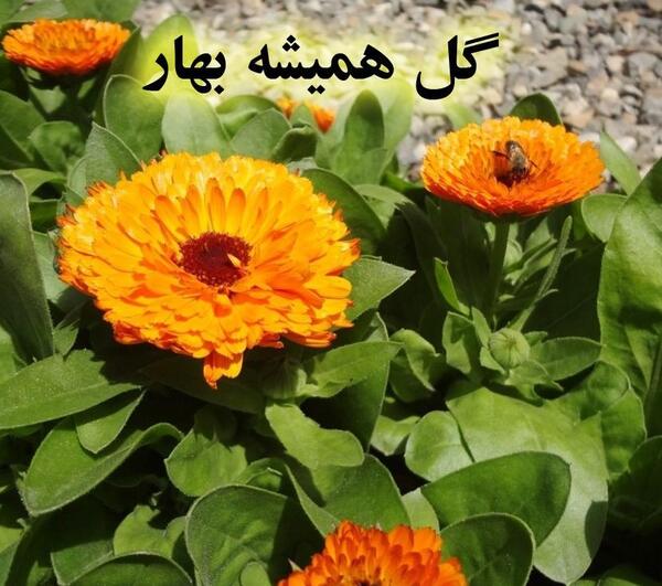 عکس گل همیشه بهار برای پروفایل