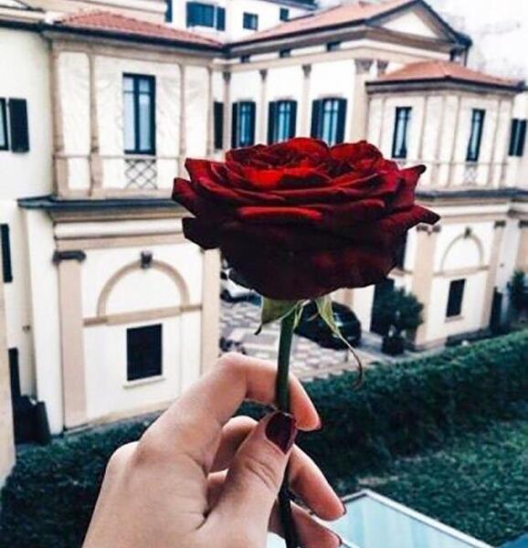 عکس گل همیشه بهار برای پروفایل