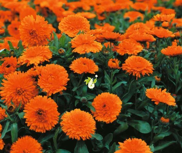 عکس گل همیشه بهار برای پروفایل