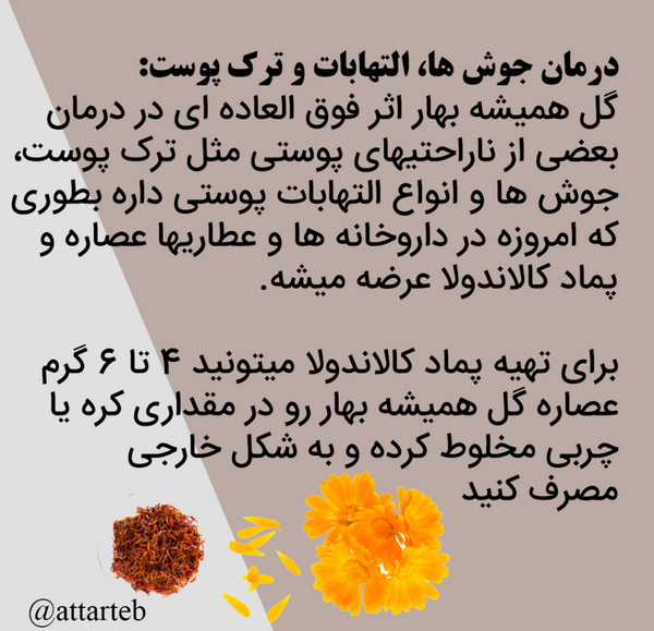 عکس گل همیشه بهار برای پروفایل