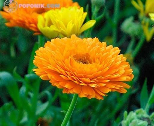 عکس گل همیشه بهار برای پروفایل