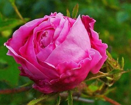 عکس گل محمدی زیبا و جدید