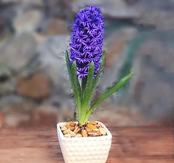 عکس گل سنبل بنفش