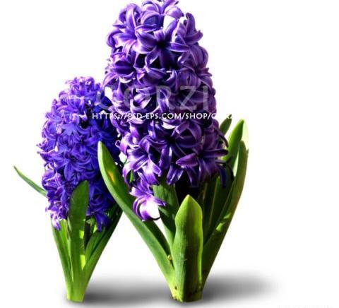 عکس گل سنبل بنفش