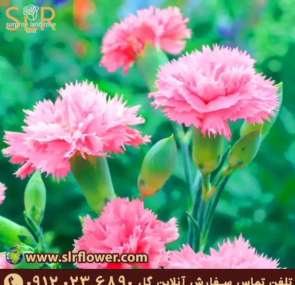 عکس گل میخک بنفش