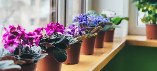 عکس گل میخک بنفش