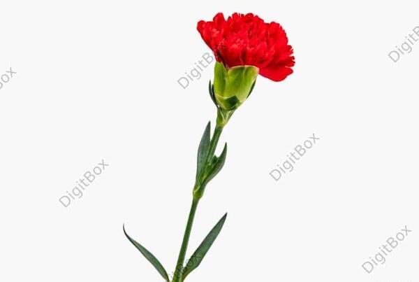عکس گل میخک بنفش