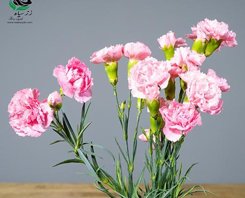عکس گل میخک بنفش