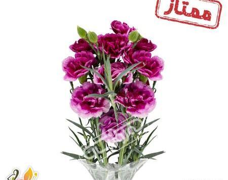 عکس گل میخک بنفش