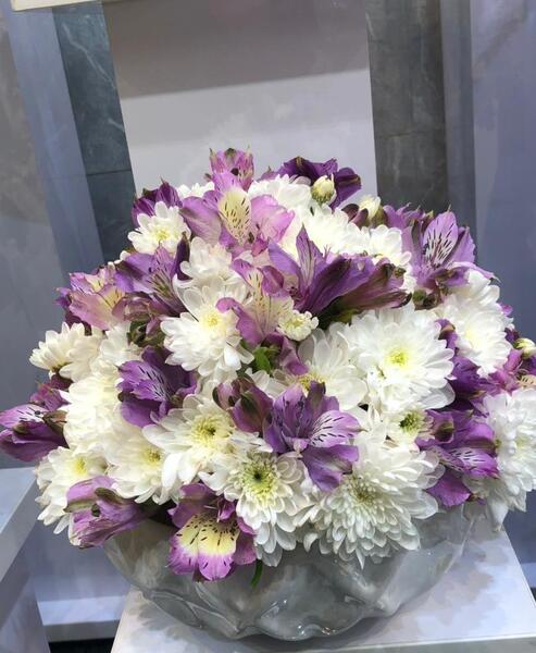 عکس گل میخک بنفش