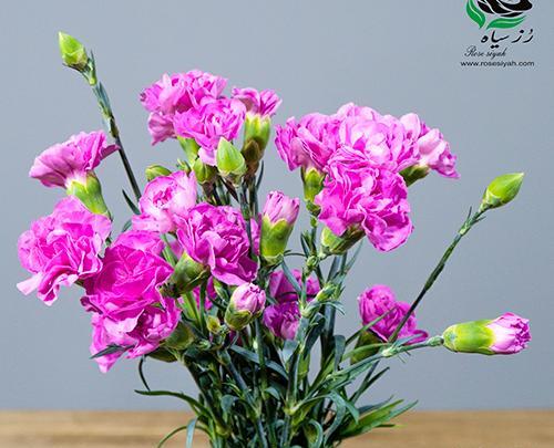 عکس گل میخک بنفش