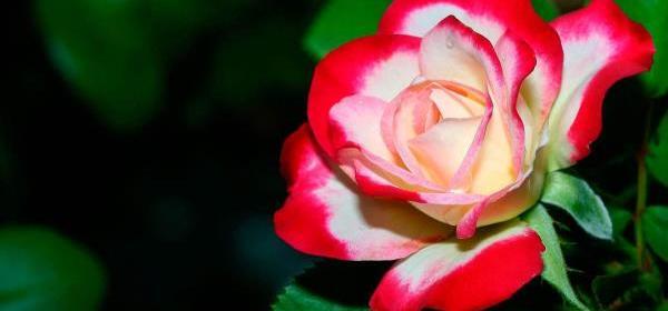 عکس گل و طبیعت زیبا برای پروفایل