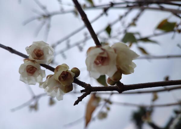 عکس گل یخی واقعی