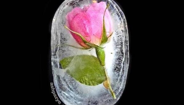 عکس گل یخی واقعی