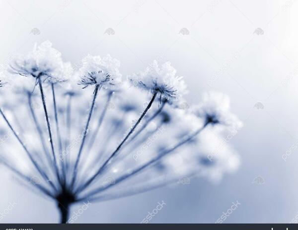 عکس گل یخی واقعی
