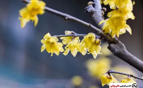 عکس گل یخی واقعی