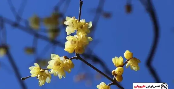 عکس گل یخی واقعی