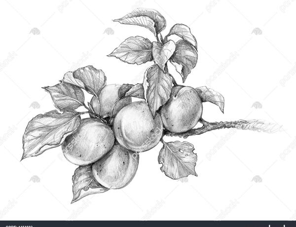 عکس زردآلو سیاه