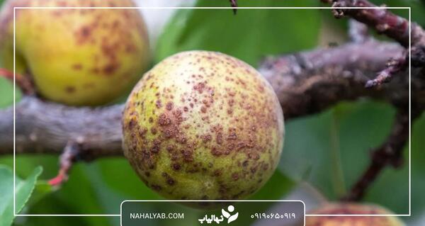 عکس زردآلو سیاه