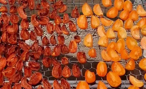 عکس زردآلو سیاه