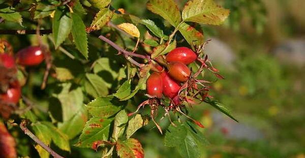عکس گل نسترن کوهی