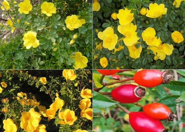 عکس گل نسترن کوهی